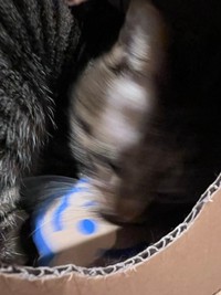 その後、くり抜かれたタイガーのロゴマークをやっつけるまろくん（画像提供：宗方脩さん）