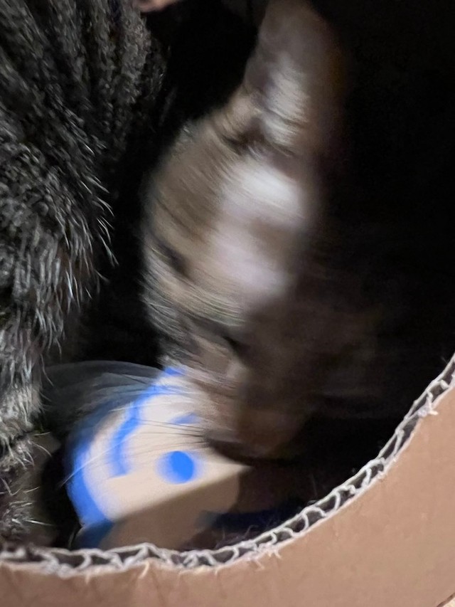 その後、くり抜かれたタイガーのロゴマークをやっつけるまろくん（画像提供：宗方脩さん）