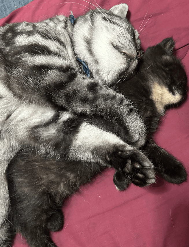 2年たった今でも兄貴分と元子猫は仲良し