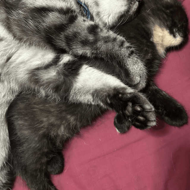 2年たった今でも兄貴分と元子猫は仲良し