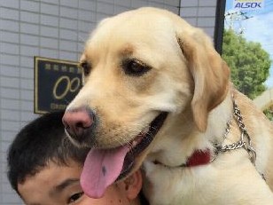 １年育てた犬と半年ぶりに再会！　盲導犬めざし、りりしく成長