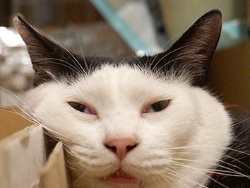 全身タイツ？ ブログで大人気のカッパちゃんは元地域猫