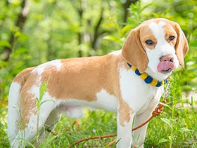 愛犬が迷子！不休の１７時間　探偵雇い、チラシまき…試行錯誤