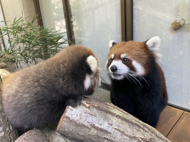 母グミの我が子を見つめる目 画像提供：那須どうぶつ王国