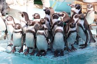 フンボルトペンギンの群れ ※桂浜水族館提供