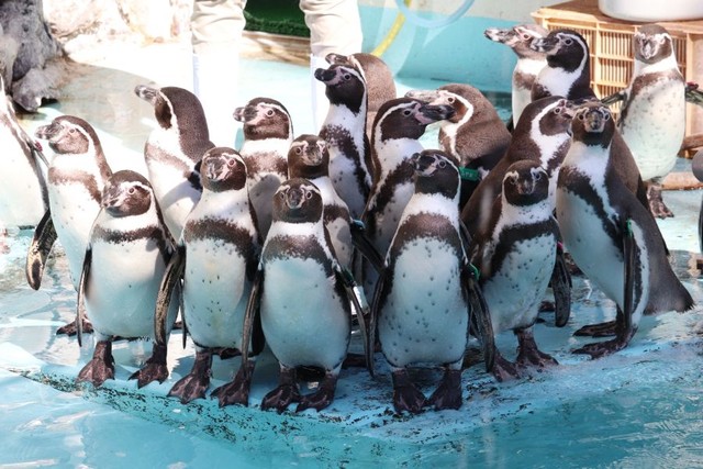 フンボルトペンギンの群れ ※桂浜水族館提供