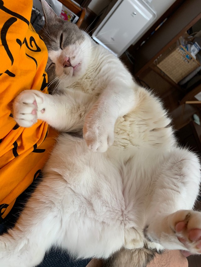 ぐっすり夢の中です