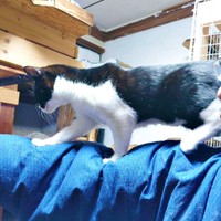 元気に成長したまぎちゃん。飼い主さんの腕をトコトコ（画像提供：hiro_8083さん）