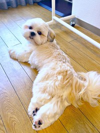 のびのびと成長中！ ふわもふのキュートなオラフくん（画像提供：シーズーのオラフくん）