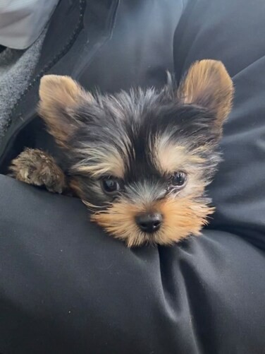 家にきたころの「虎竜（こたつ）」