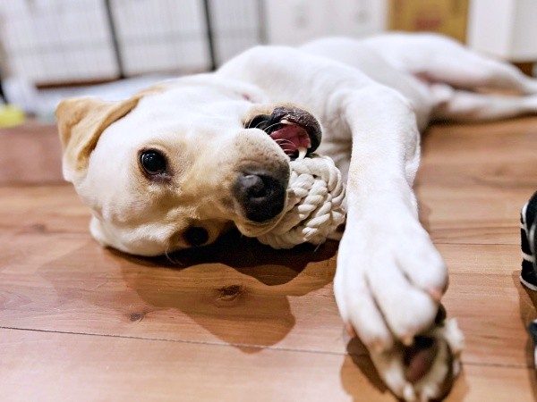 元気いっぱい！ 遊び盛りのテリーくん（画像提供：テリー ラブラドールさん）