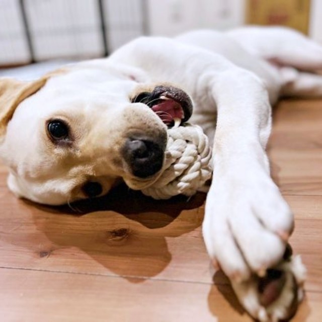 元気いっぱい！ 遊び盛りのテリーくん（画像提供：テリー ラブラドールさん）