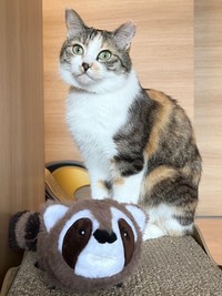 ぬいぐるみのそばにたたずむネネちゃん（画像提供：パステル三毛猫_ネネさん）