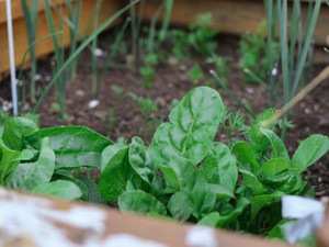 無職だから、シソと枝豆の種をまいてみた。向き合って気づいたこと