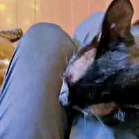 飼い主さんの膝上でくんくんするクロくん。ヤギちゃんも足元に（画像提供：南部藩のヒヨコさん）