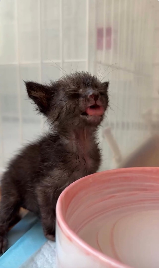 味わいながら飲み込みます（画像提供：みやこねこさん）
