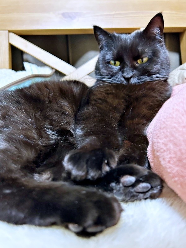 ゴロンと寝そべってくつろぐかのさん（画像提供：雲母あおさん）