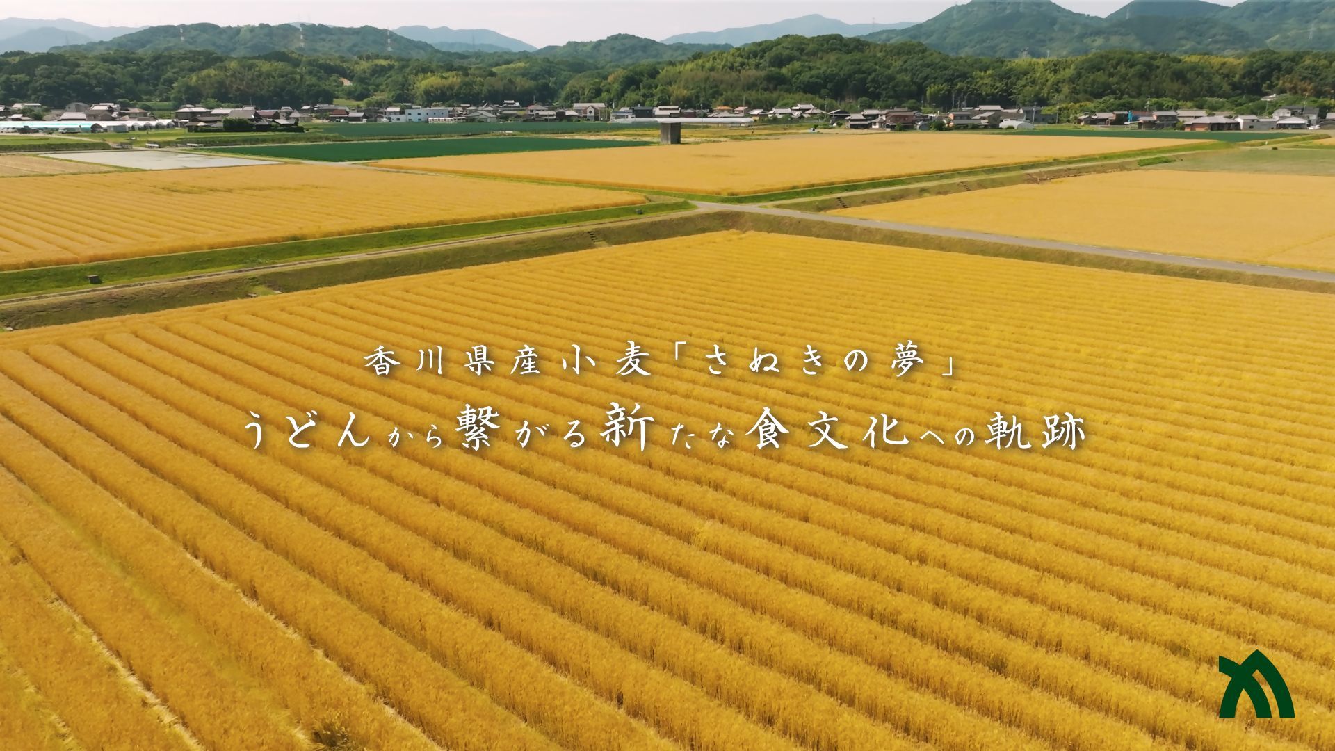 香川県産オリジナル小麦「さぬきの夢」 PR動画を5月1日に公開へ