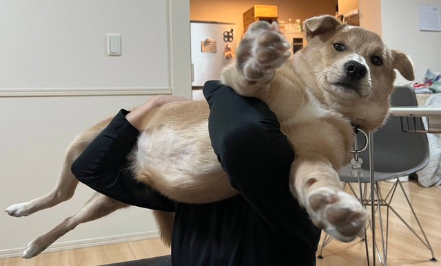 お父さん！どんな抱き方よ！＝あさぎさん（@___a_y_r_）提供