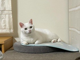 勇気を出してケージから出てきてくれてありがとう　元保護猫の「ミカヅキ」