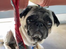 探して出会ったパグの「ユキ」　特別なことはなくても“大笑い”の日々