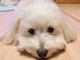 家族はみんな出かけたし、私はそろそろ二度寝しようかな～　マルックス「チーズ」