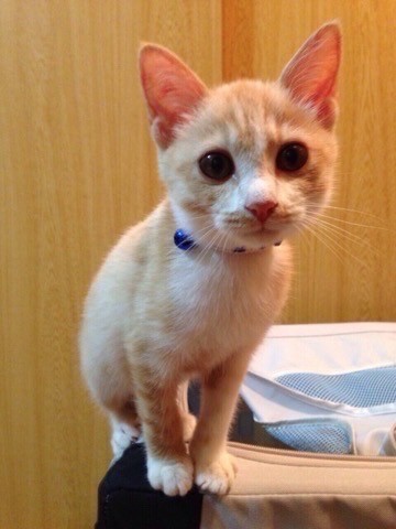 保護したばかりのマロンちゃん