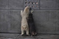 真っ白クルミと真っ黒ミルク＝2013年12月 男鹿水族館GAO提供