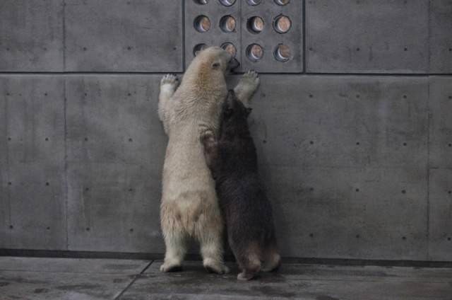 真っ白クルミと真っ黒ミルク＝2013年12月 男鹿水族館GAO提供