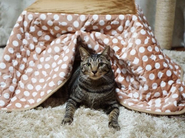 自分用のこたつに満足げ