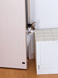 テレビドラマ「家政婦は見た！」のワンシーンのようなポルくんのショット（画像提供：ポルさん）