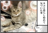 も～の愛猫の「ち～ちゃん」　（も～さんの提供）