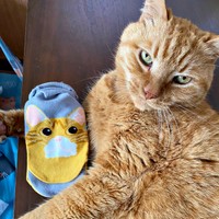 猫にも人にも優しいバジルちゃん（画像提供：きくこさん）
