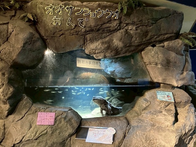「オオサンショウウオおんで！」撮影された水槽