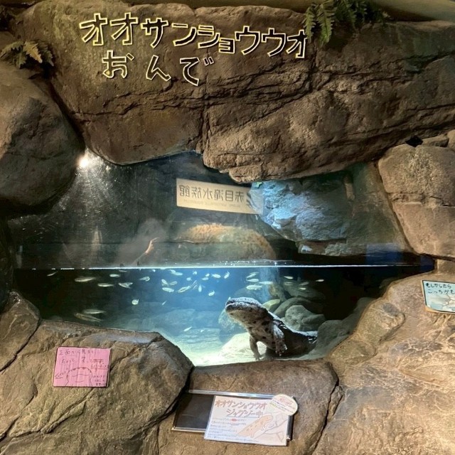 「オオサンショウウオおんで！」撮影された水槽