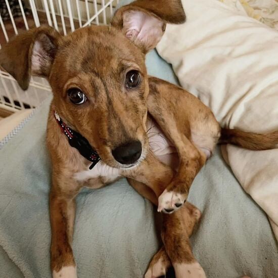 家にきたころの「ジュエル」