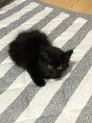 一泊した田村さん宅ではケージを用意し、時々居間にだしてあげた。すでに毛づやがよくなっている（田村さん提供）