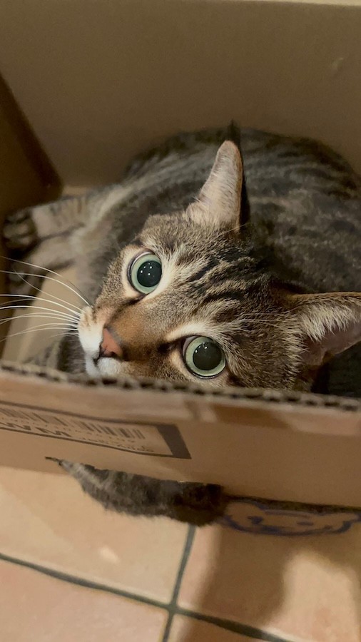 「タイガーの炊飯器」が入っていたダンボールでくつろぐ、まろくん（画像提供：宗方脩さん）