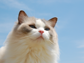 運命的に出会った猫　かわいすぎるラグドールの「こむぎ」