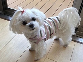 一緒に遊ぼう　おねだり中のマルチーズ「モフィー」、特技は待て