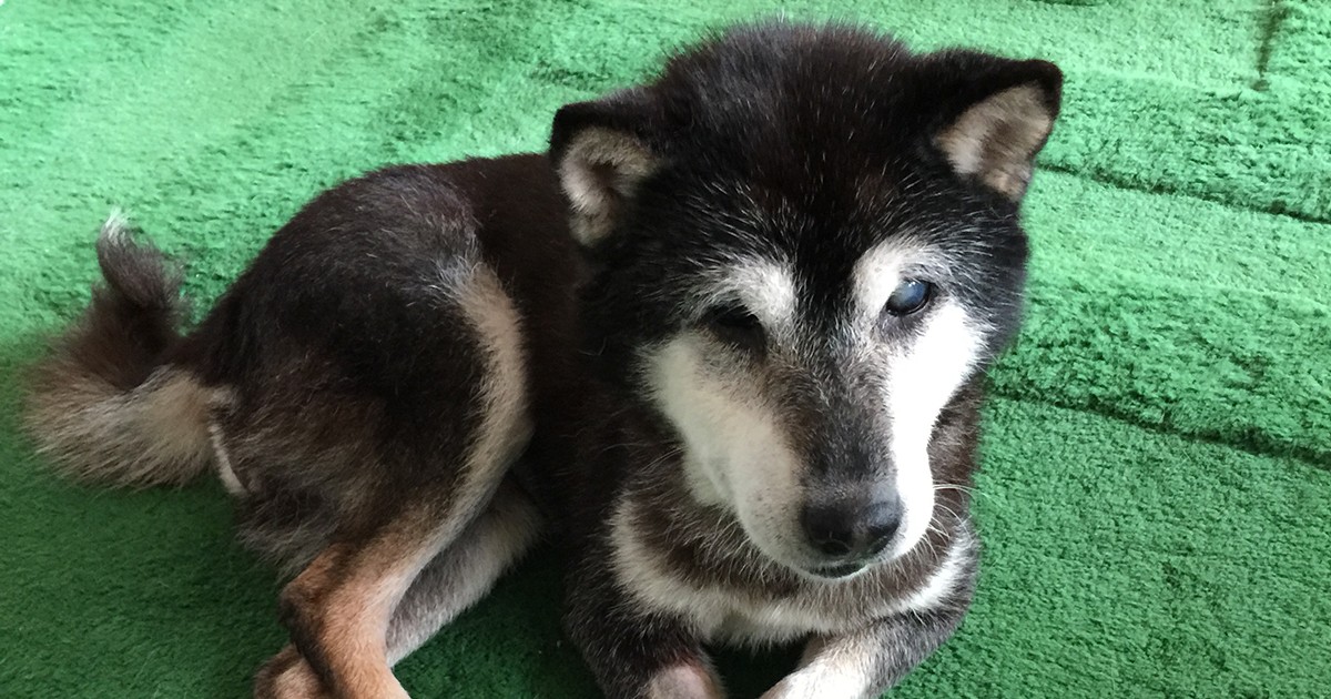 ３匹目の預かり犬も柴あちゃん 目も耳も悪いのになでられまいとスルッと逃げる 犬 猫との幸せな暮らしのためのペット情報サイト Sippo