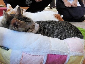 猫の殺処分をなくそう！　盛岡市長がＮＰＯ「もりねこ」とトーク