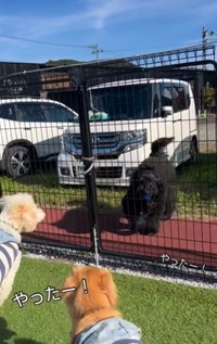 戻ってきたけどみんなウロウロしては入れない・・・（飼い主さん提供、Instagramよりキャプチャ撮影）