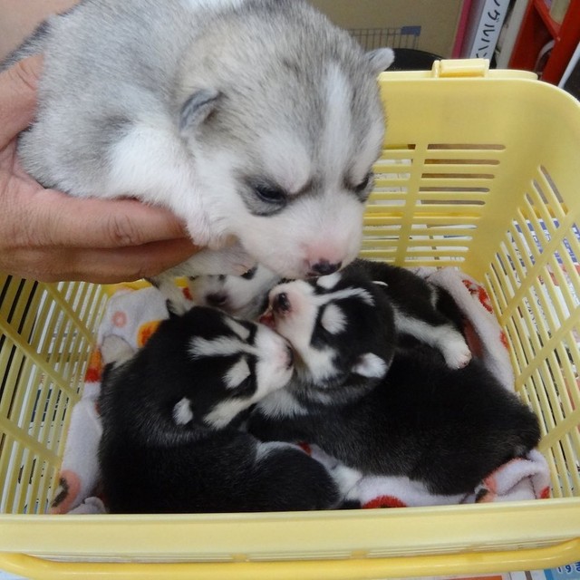 赤ちゃんの頃のシルビアちゃん（提供：ハマジさん）