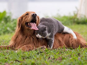 茨城県、「譲渡不適」の犬猫を殺処分数から除外　判断指針を作成