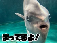 マンボウも来館者を待ってくれているはず！開館される春が待ち遠しい