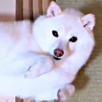 「うらめしば〜」ポーズになる餅子ちゃん（画像提供：KURUMILK.SHIBAINUさん）