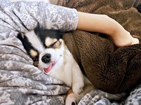 大好きな飼い主さんの腕の中で眠るもちょちょちゃん（画像提供：もちょちょ愛してる。さん）
