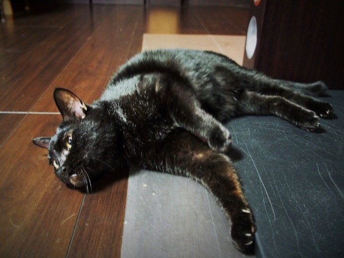 「こうやって目の前でごろんごろんしたら、人間って喜ぶのよ」