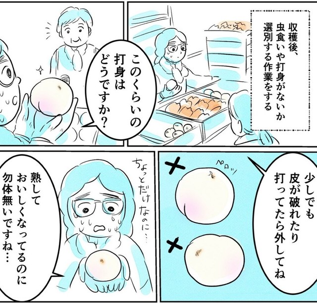 ちょっとのキズでも売り物にならない現実（皆生桜子さん提供）